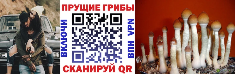 где можно купить   Рославль  Галлюциногенные грибы Magic Shrooms 